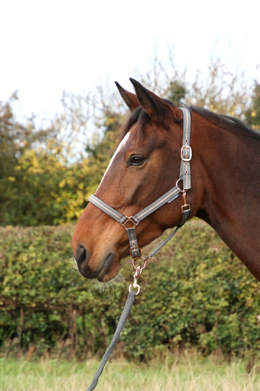 Hy Equestrian Rose Glitter Head Collar & Lead Rope Set - Grey