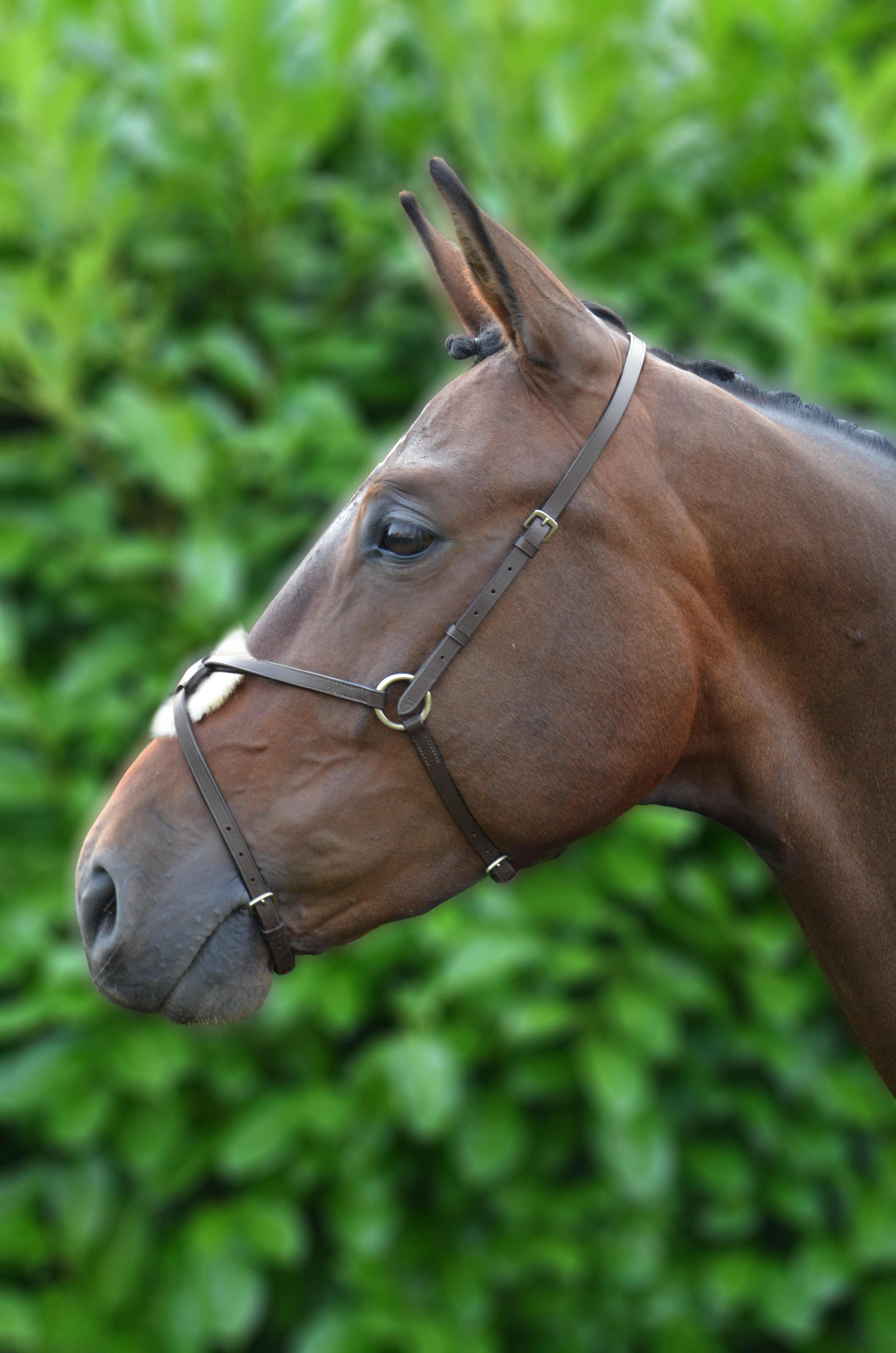 Hy Equestrian Mexican Grackle Nose Band - Brown