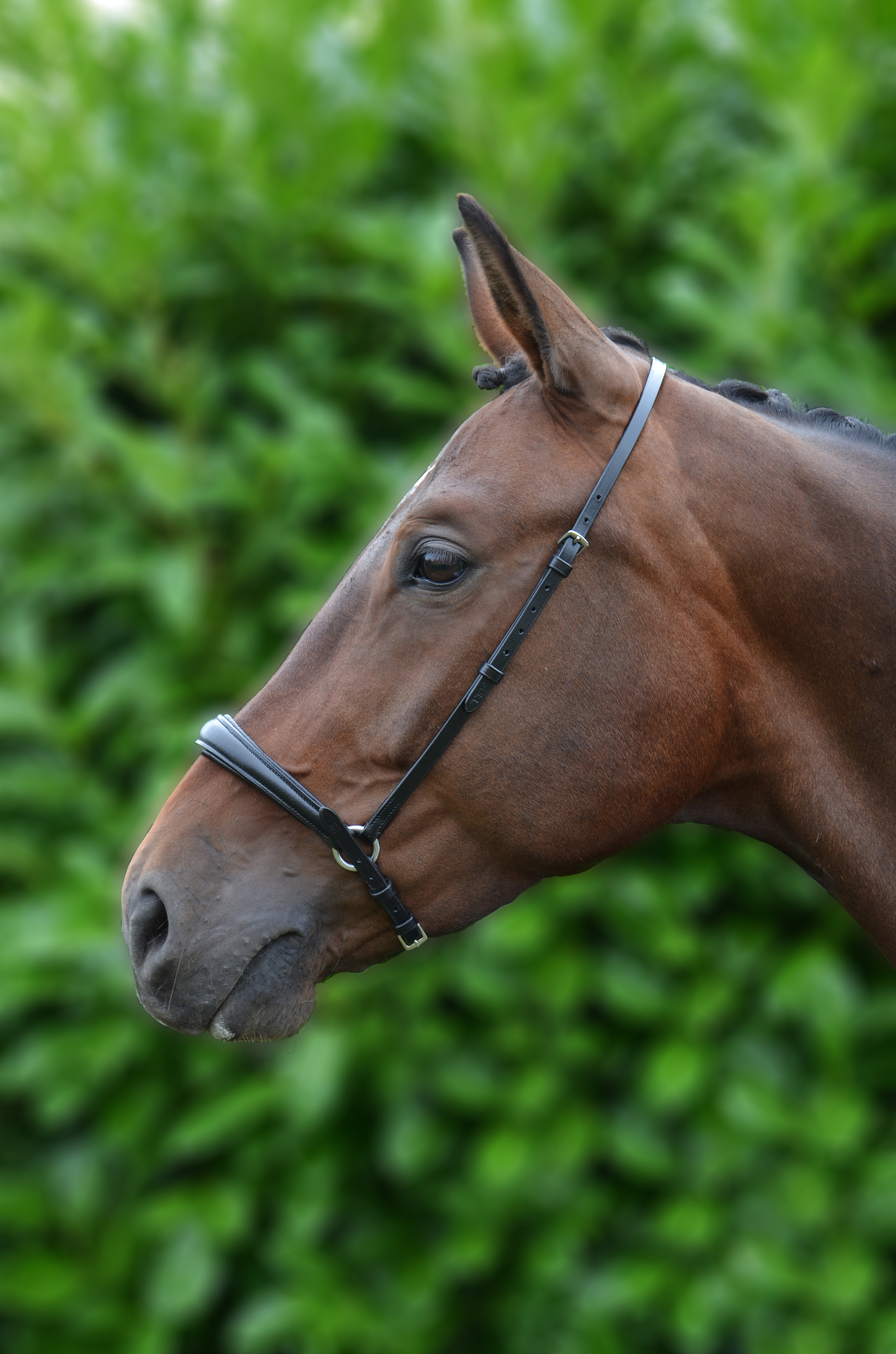 Hy Equestrian Padded Drop Nose Band - Black