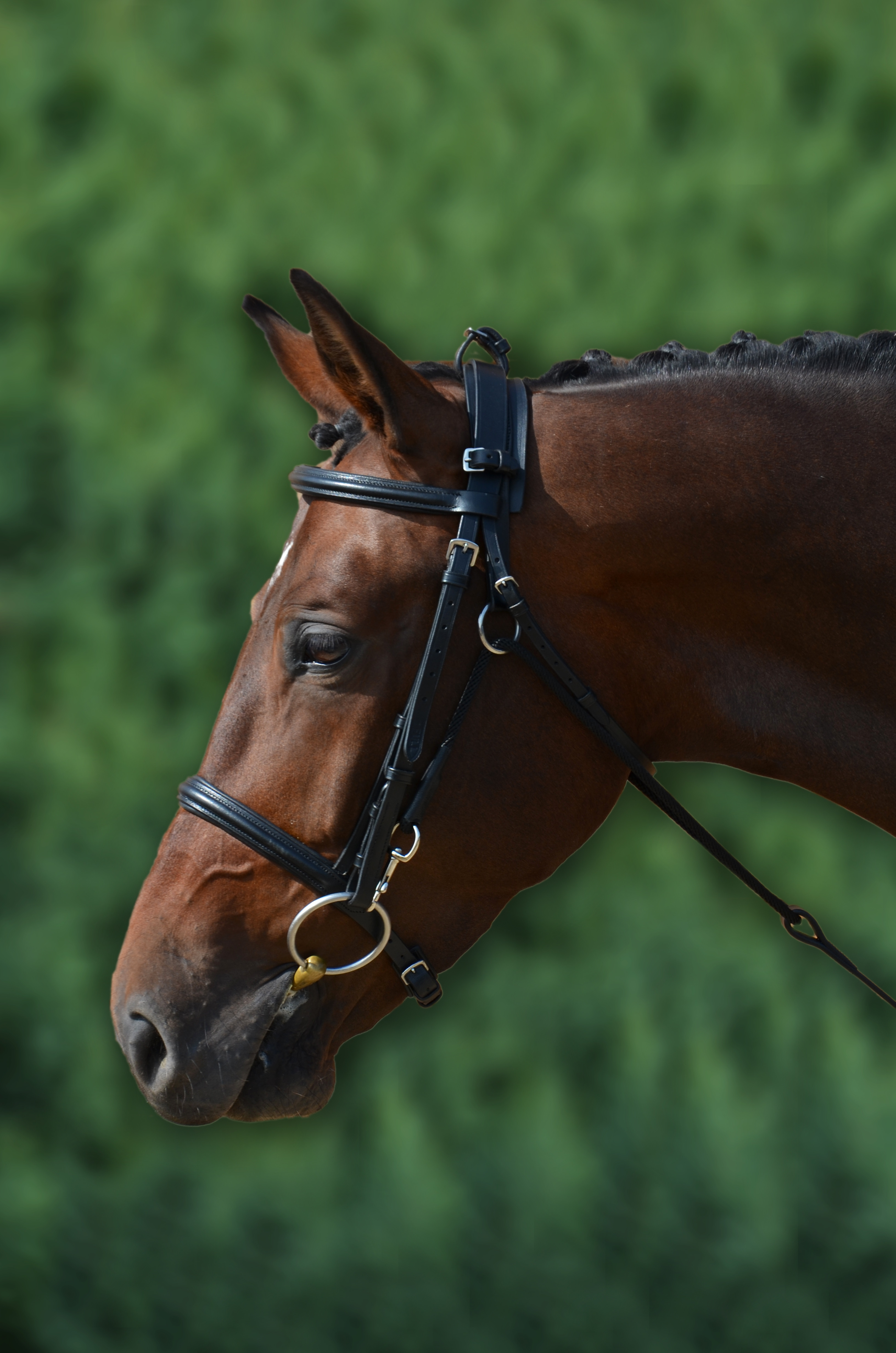 Hy Equestrian Chambon  Black  Cob/Full