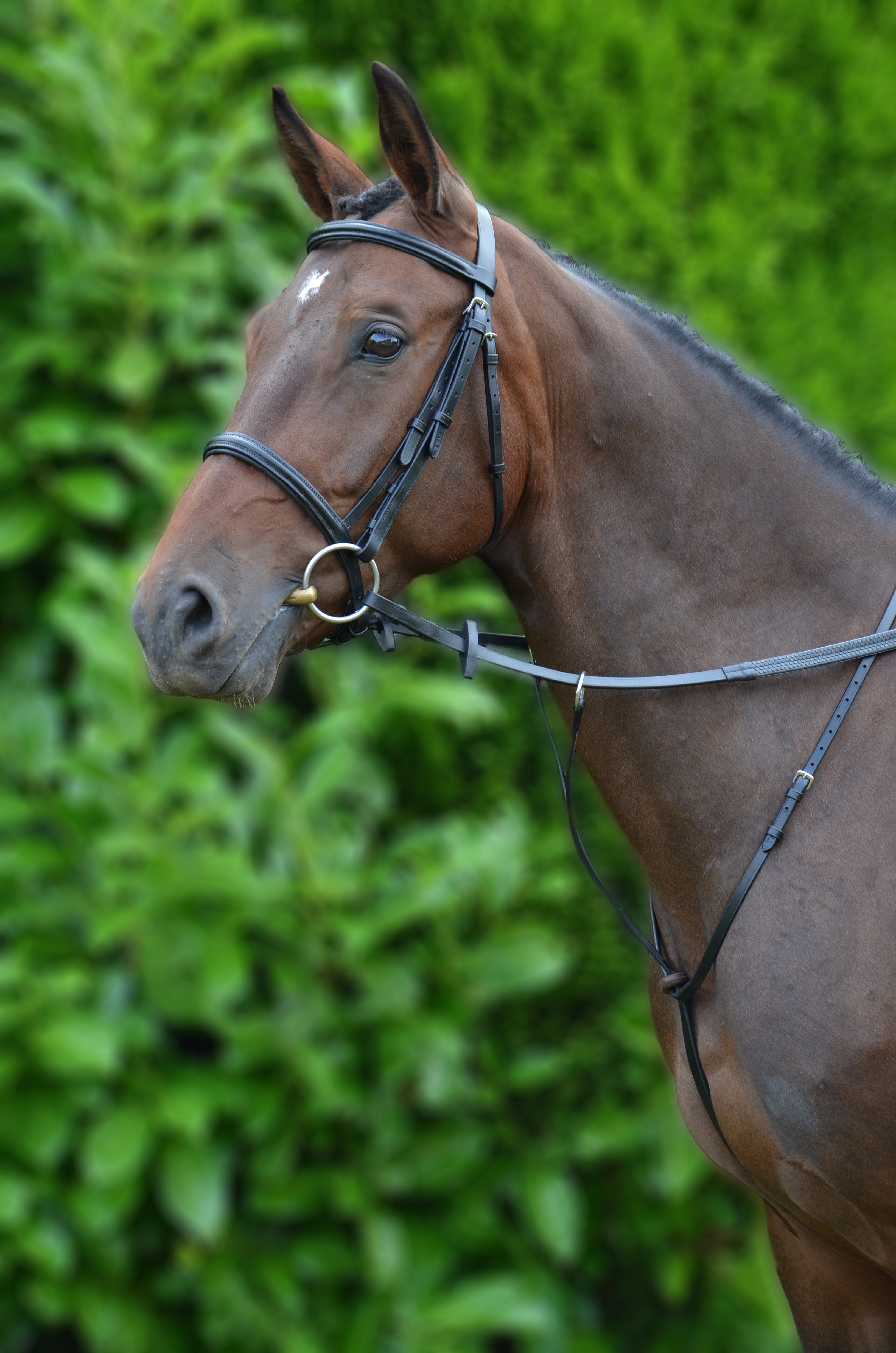Hy Equestrian Running Martingale - Black
