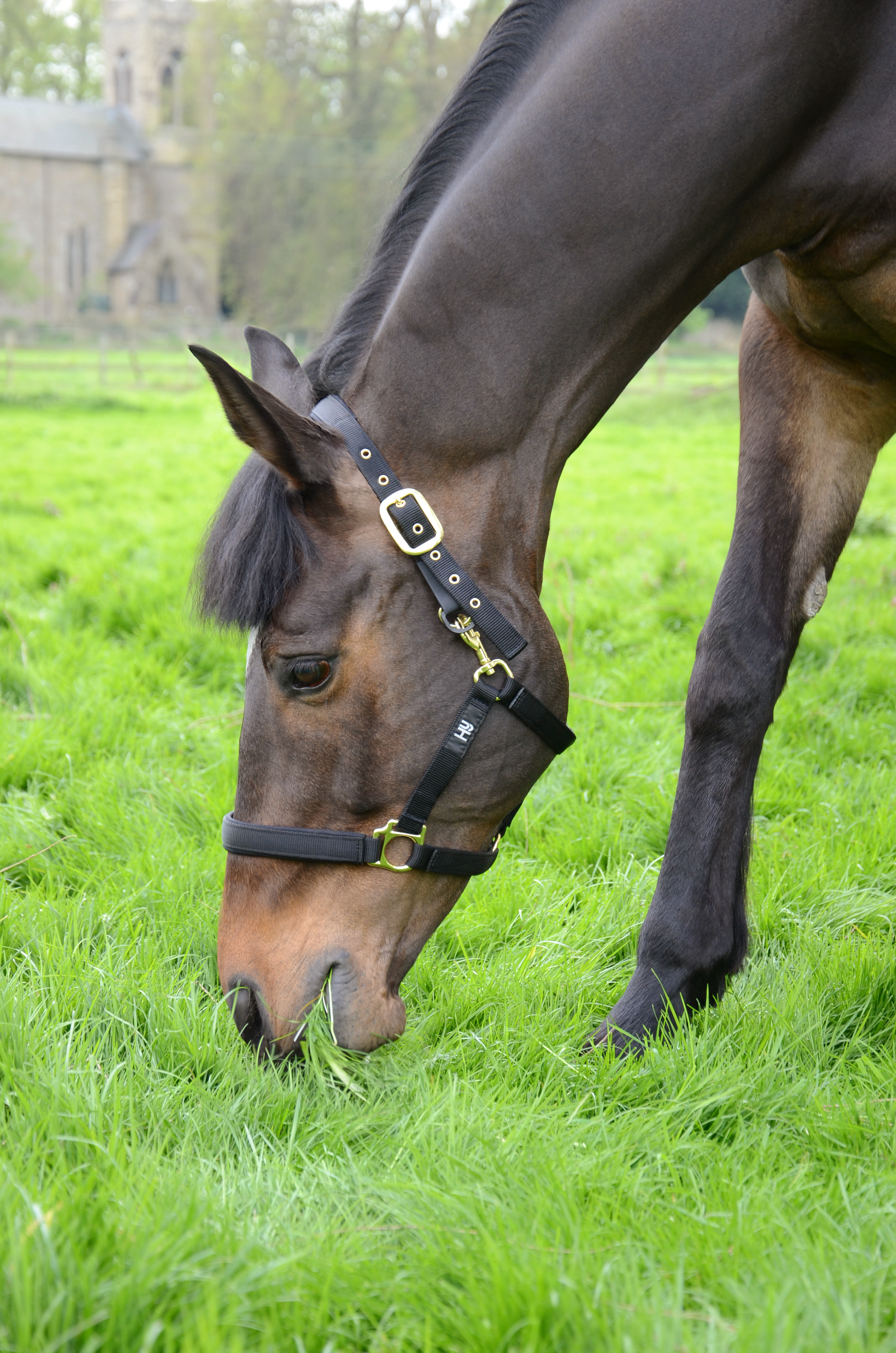 HYCONIC Fieldsafe Head Collar - Black