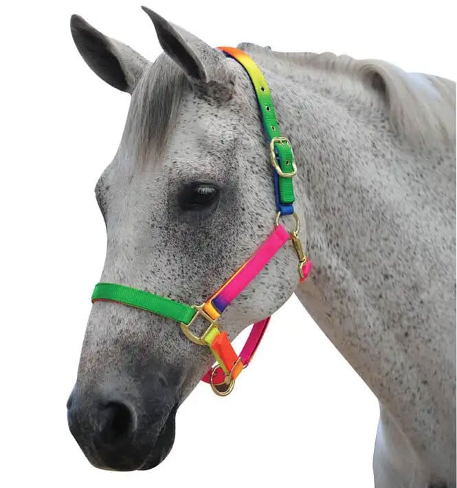 Roma Rainbow Headcollar