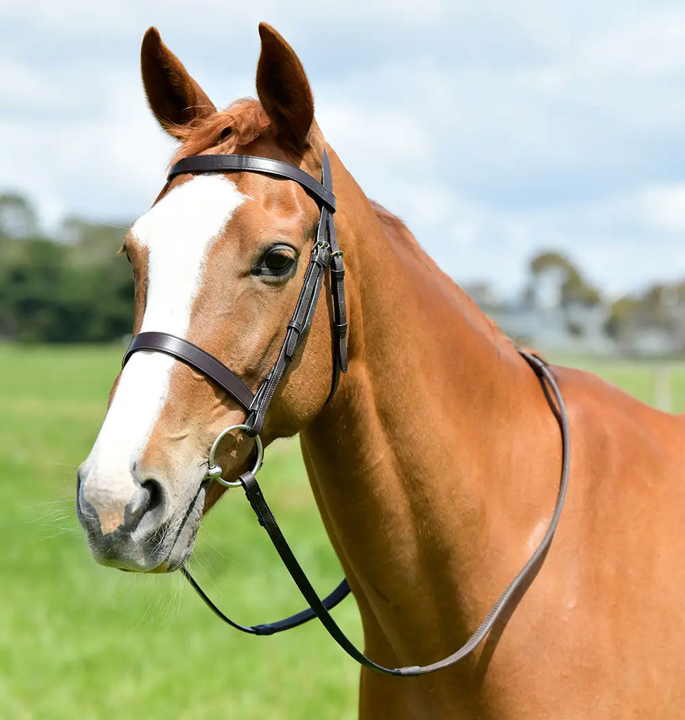 Kincade Classic Flat Hunt Bridle With Reins - Black