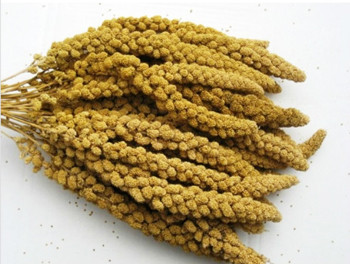 Harrisons Millet Sprays 10 inch 15kg