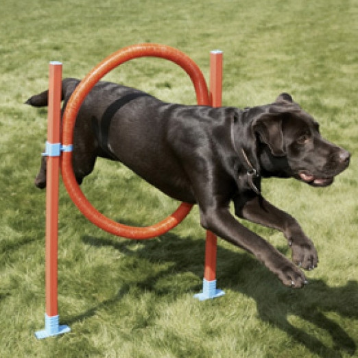 Rosewood Agility Range - Hoop Jump