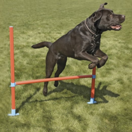 Rosewood Agility Range - Hurdle