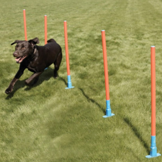 Rosewood Agility Range - Slalom Poles