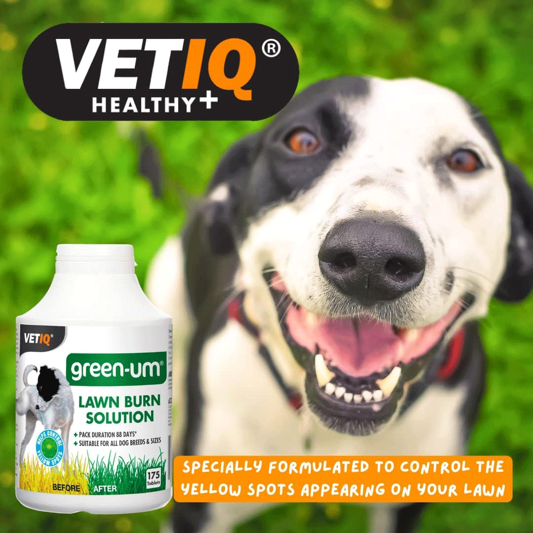 VetIQ Green-UM Lawn Burn Control Solution