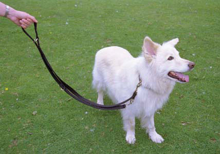 Halti Training Lead - Black