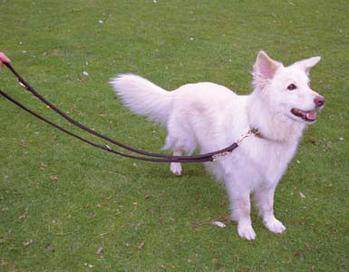Halti Training Lead - Black