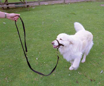 Halti Training Lead - Black