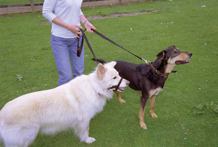 Halti Training Lead - Black