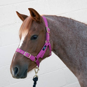 Hy Holly Fully Adjustable Head Collar - Fushcia