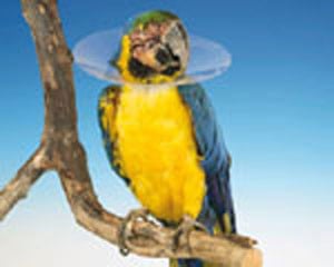 Buster Bird Collar Medium (140mm approx diameter)