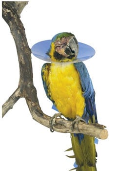 Buster Bird Collar Large (200mm approx diameter)