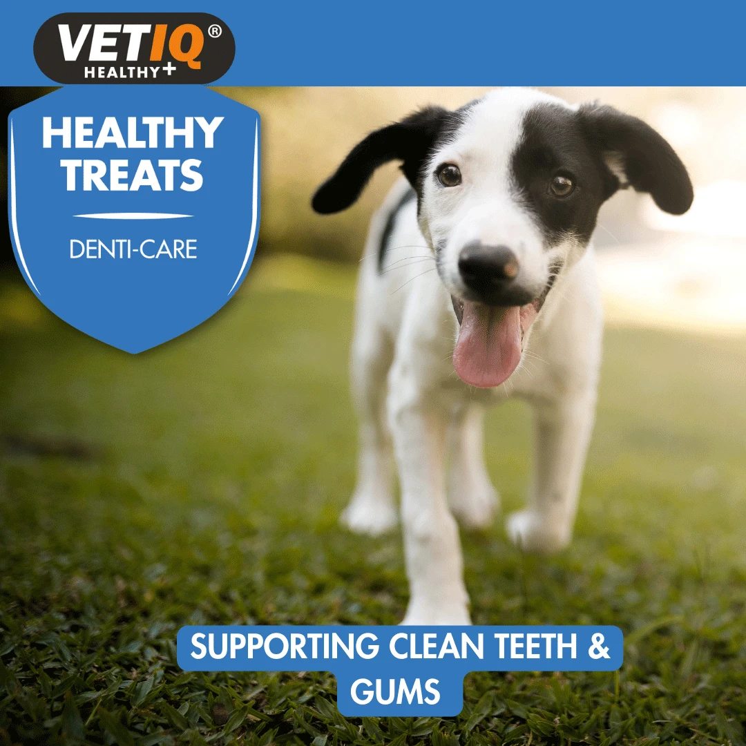 VetIQ HealthyTreats Breath & Dental