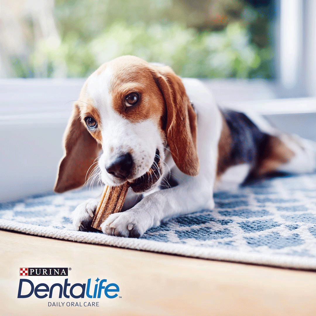 Purina Dentalife Small Dog Treats