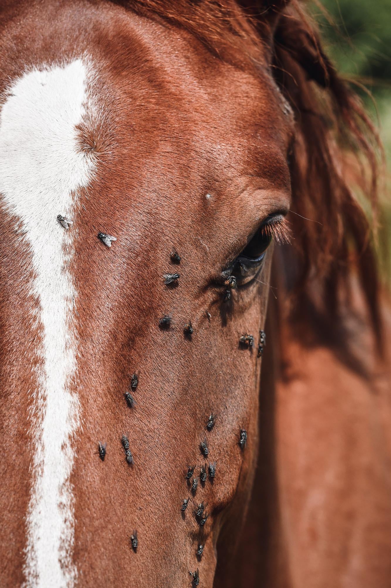 How to Control Flies in Horses