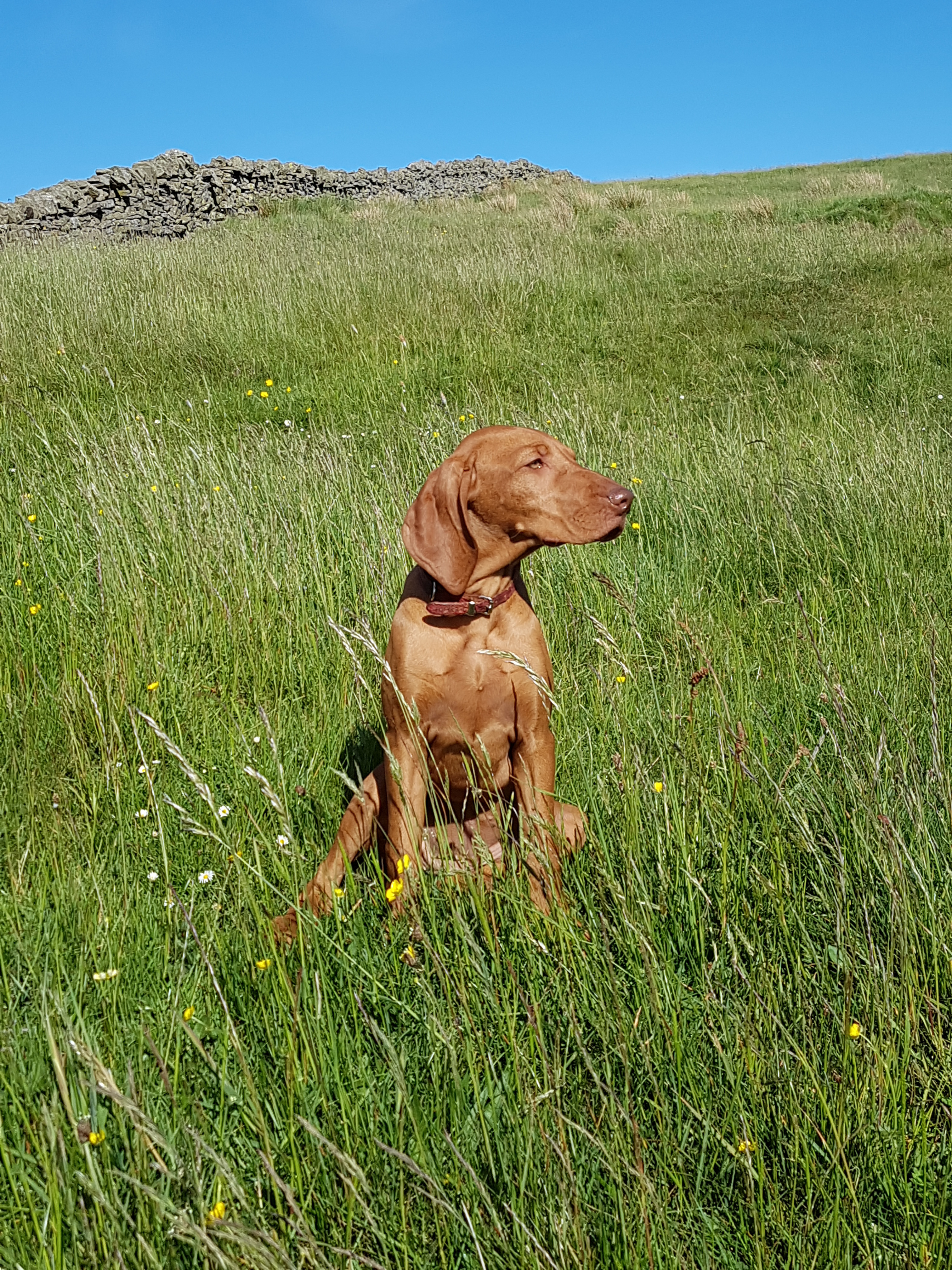 My dog does not have fleas