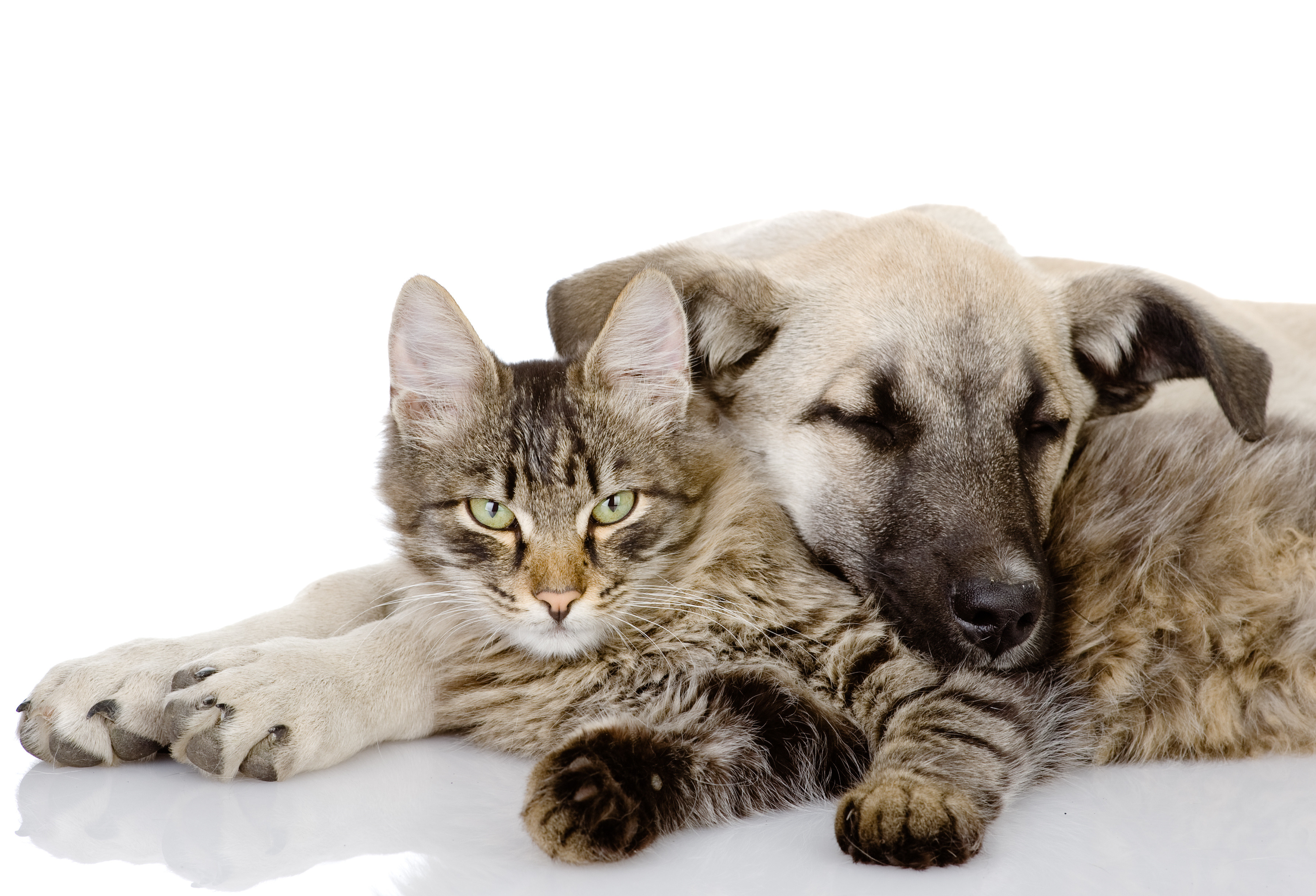 Puppy & Kitten Development 