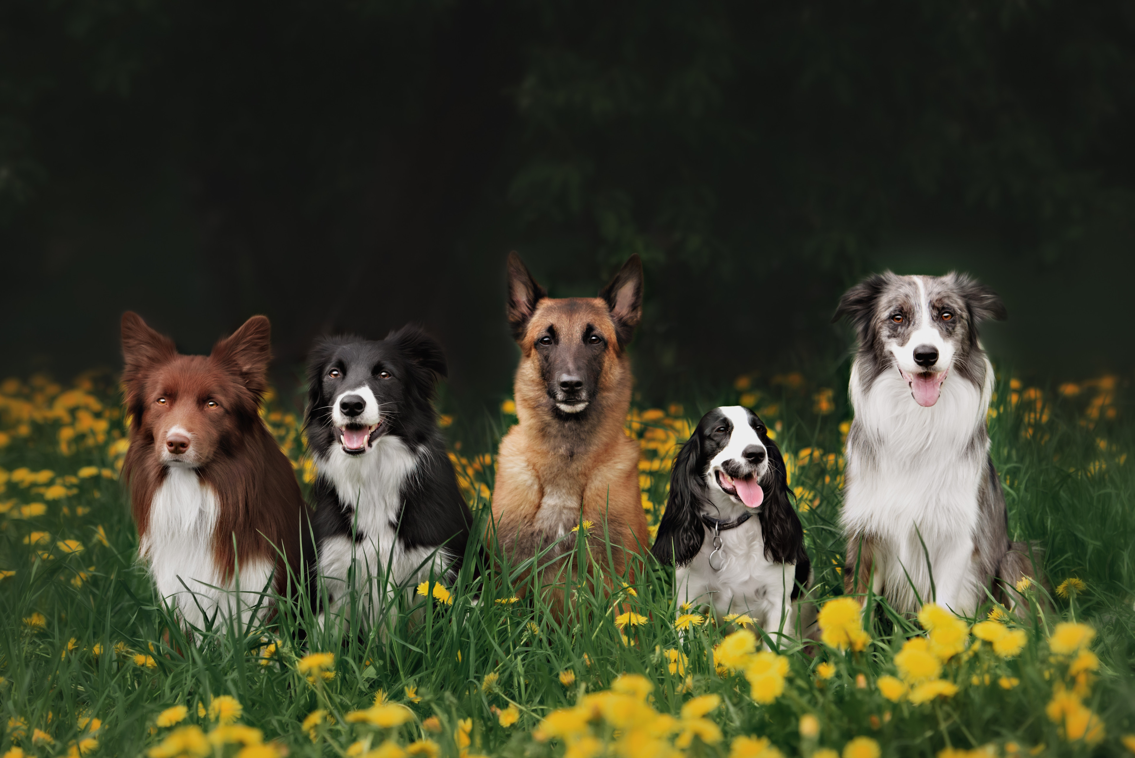 Why do I still see fleas after my animal has been treated for them?