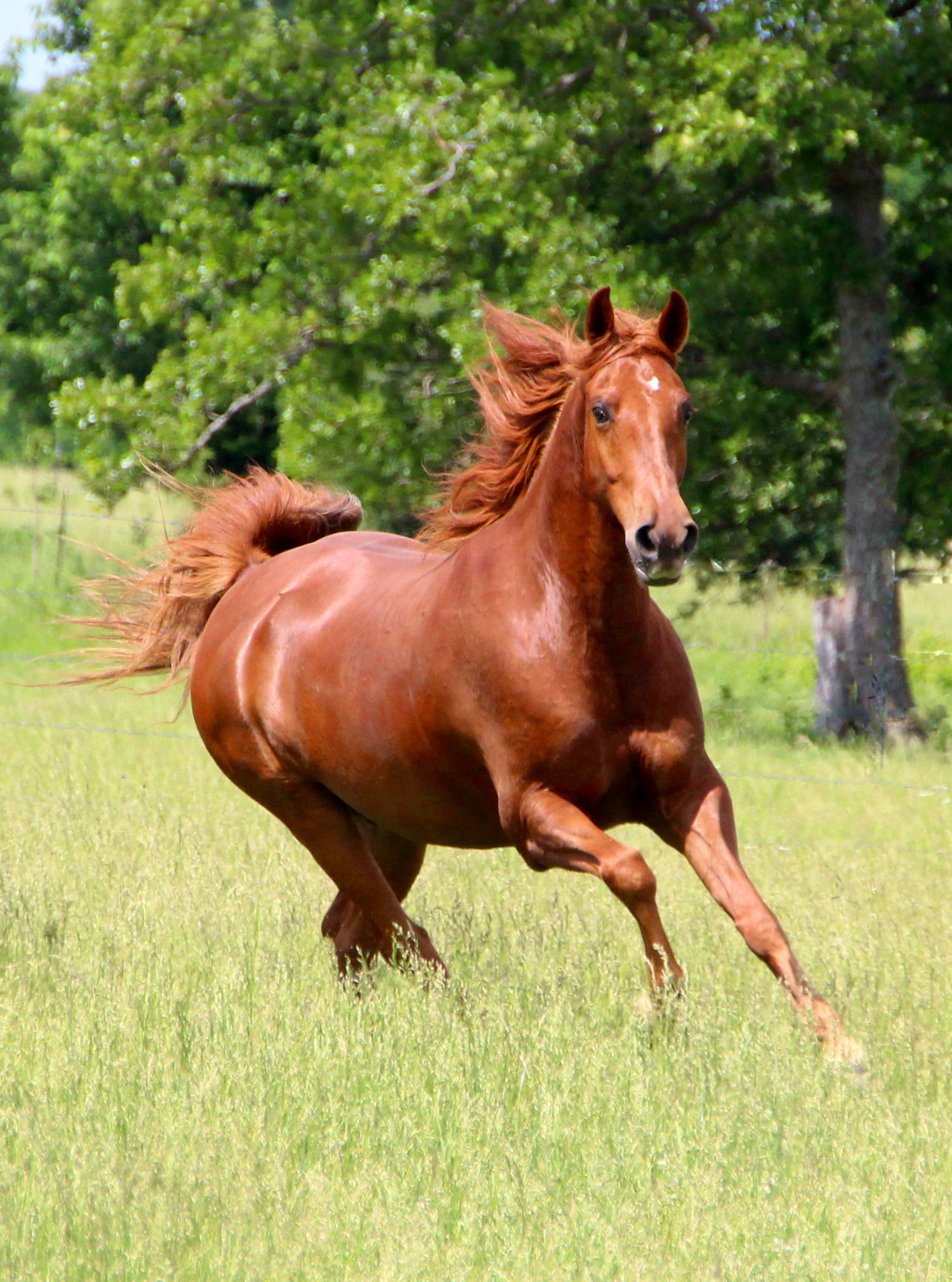 Horse Worming Programme