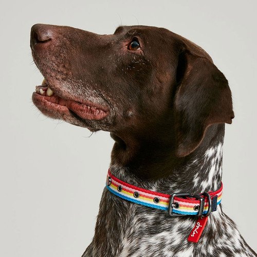 Joules Rainbow Stripe Dog Collar