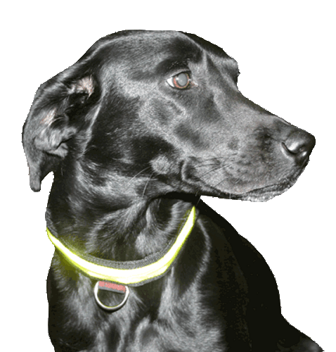 Equisafety Flashing Dog Collar