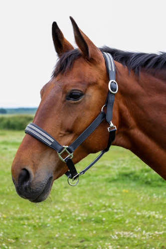 Hy Equestrian Anodize Leather Head Collar - Black/Silver