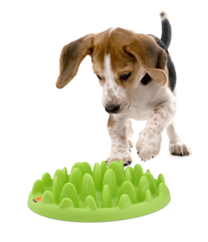 GREEN Slow Dog Feeder (Mini)