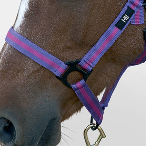 Hy Duo Head Collar - Purple/Fuschia