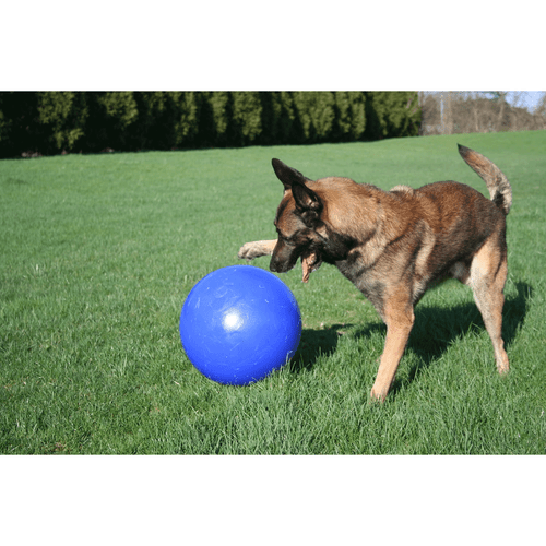 Jolly Push-N-Play Dog Ball | PBS Animal Health