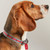 Joules Coastal Dog Collar - Red Stripe
