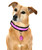 Equisafety Flashing Dog Collar