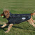 WeatherBeeta ComFiTec Reflective Print Active Dog Coat