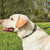 WeatherBeeta Rope Leather Dog Collar - Hunter Green/Brown