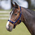 Bitz Everyday Adjustable Headcollar Navy