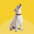 Bob Martin Clear Flea Dog Collar