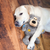 KONG Wild Knots Bear