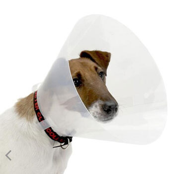Elizabethan, Comfy & Cone Dog Collars