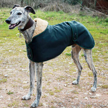 Greyhound Dog Coats