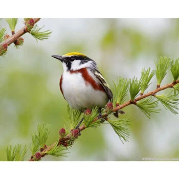 Wild Birds