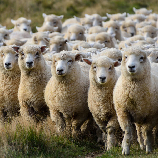Sheep Supplies