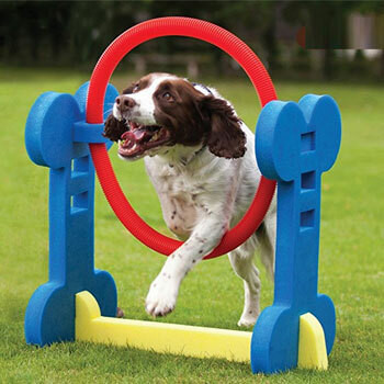 Agility Dogs Products
