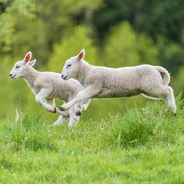 Lambing, Calving & Farrowing