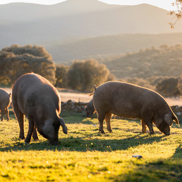 Pig Supplies