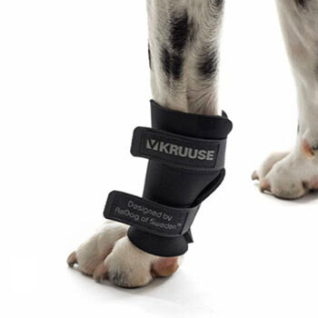 Rehab for dogs