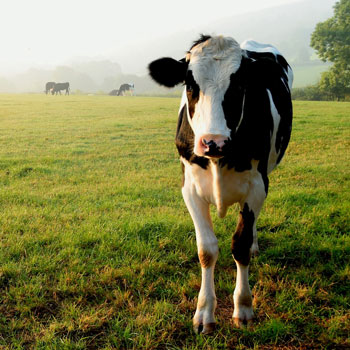 Panacur for Cattle