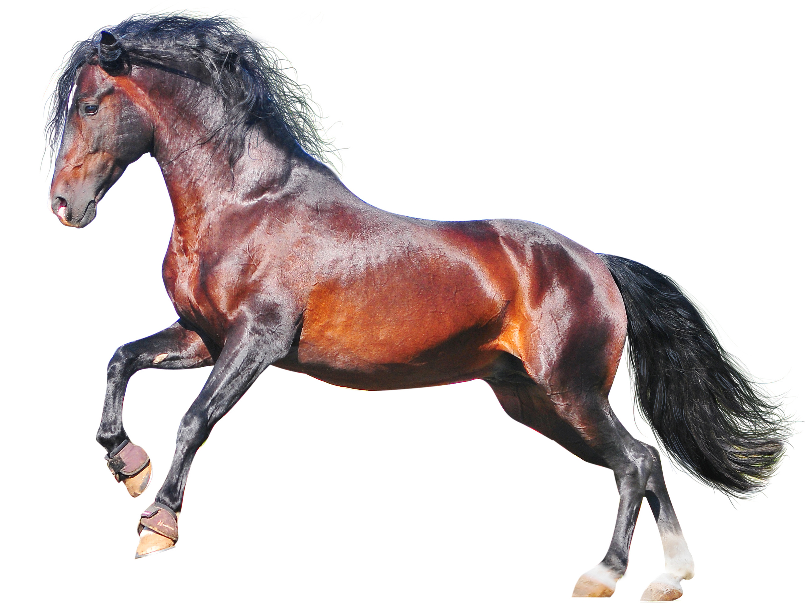 Horse & Country TV - Hyperdrug